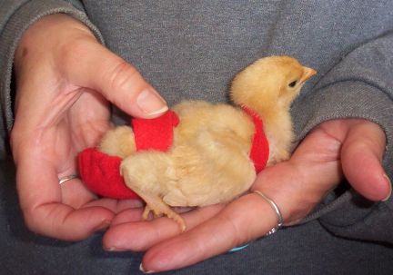 Chick Diaper Fitting