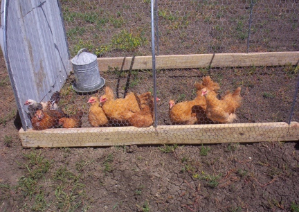 Chickens In The Chicken Tractor