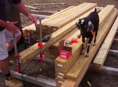 Goat Construction Crew